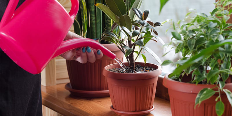 Do You Know the Right Way of Watering your Home Plants?